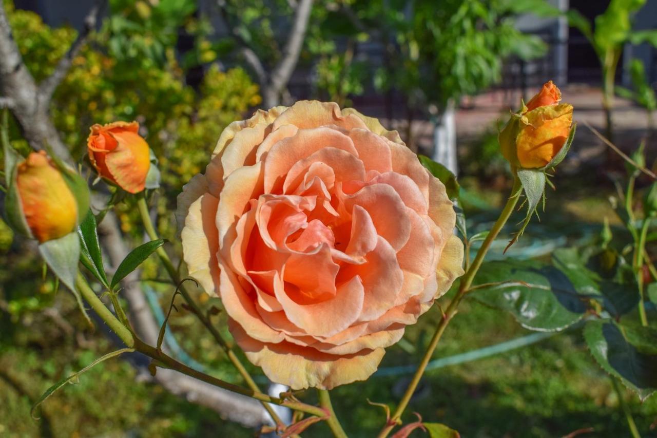 Rose Garden Apartments Митикас Экстерьер фото